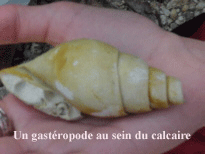 Zoom sur un Gatéropode fossile. {GIF}