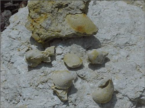Zoom sur quelques bivalves de la pierre à Liard {GIF}