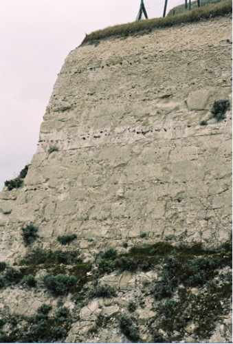 Falaise du bois de Cise un peu au Sud d'Ault {JPEG}