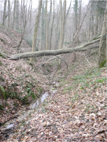 Photographie (G. Carlier) 5 : Le ruisseau (vu du petit pont) {PNG}